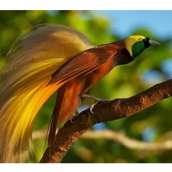 SOLD!☀️🐦‍🔥Birds of Paradise🐦‍🔥☀️Laser Cut Wood Earrings Honey Tone - Picture 2 of 3